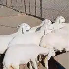 خرفان ورخال وشي نظيف