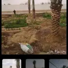 ازالة النخيل والأشجار الغير مرغوب فيها من الفلل والقصور والم