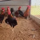 اديك العدد 11 للبيع بلدي