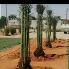 جميع انواع انخيل