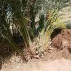 يوجد لدينا جميع انواع النخيل المثمرة وزينه البيع