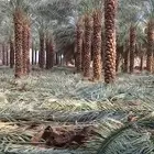 توريد اشجار زيتون واسدر البلدي