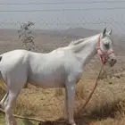 خيل شعبي للبيع خيل هادي مره الموقع الرياض