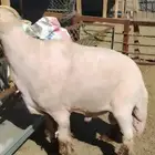 جزاز غنم