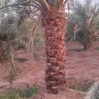 تكريب تنظيف وترتيب نخل بجميع انواعه عربي وشنطني