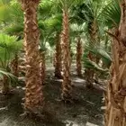 نخل وشنطني وعربي
