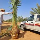نخيل للبيع نقايل وفسايل