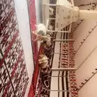 بيت شعر ابيض ألماني خيمه شفاف صندقه خشب تجهيز