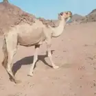 ضروبة حمراء طيبة ومنتجة