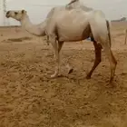 ناقة طيبه بالحيل