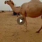 لقحه ب ثنوها على جميع الشروط بقيلها اسبوع وتنتج ملاقي