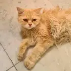 قطه للتبني شيرازي أليفة