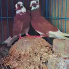 حمام قطيفي