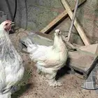 للبيع دجاج