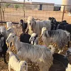 معزا عارضيات