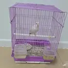 طير روز اليف