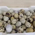 بيض سمان طازج