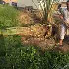 نعمل في زراعة النخيل وتركيب الشبوك بانواعها والمضلاتوالتراث