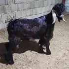 عارضي مشروع فحل صنف