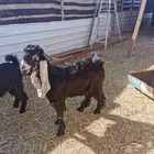 فحل عارضي عمره من 10 شهور وزود