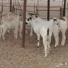 جفار بيشيات العدد 11