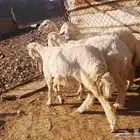 رخال نظيفه على الشرط
