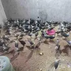 صوص فيومي مع بلدي