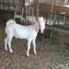 تيس بيشي مشروك