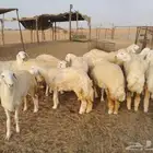 رخال حريات عددها 16 اعمارها فوق 6 اشهر ما عادا 4 اقل من 5 ا