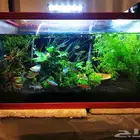 Aquarium and Fishes