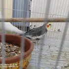 زوج كاروان تحته بيض