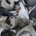 حمام تركي و لاهوري