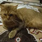 سكوتش فولد للبيع الطائف