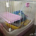 أغراض قطط شبه جديدة