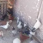 حمام شامي كش