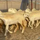 غنم حريات رخال جدعات