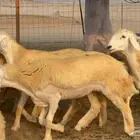 غنم حريات رخال صنف الصنف