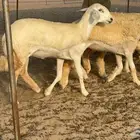 غنم حريات حرش رخال