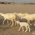 غنم حريات خالفات طيبه