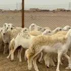 رخال حريات جدعات صنف