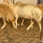 ما شاء الله وتبارك الله أعرض لكم غنم حريات دفيع ومضاريع