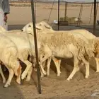 غنم حريات صنف الصنف خلفات