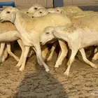 غنم حريات رخال جدعات