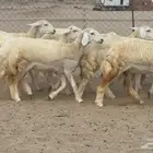 السلام عليكم ورحمة الله وبركاته عرض رخال عدد 58 يوجد فيديو