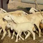 غنم حريات خالفات حرش