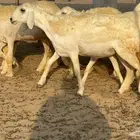 غنم حريات رخال جدعات