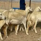 غنم حريات رخال طيبه