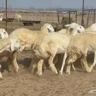 غنم حريات رخال جدعات