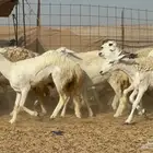 غنم حريات جدعه تنيه رباع عددها 53راس
