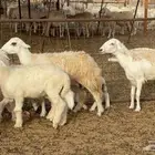 رخال خلفات